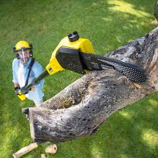 Best Tree Mulching  in Bellerose Terrace, NY