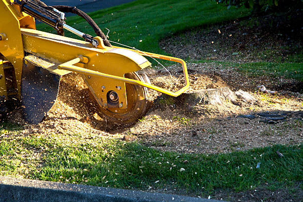 Best Seasonal Cleanup (Spring/Fall)  in Bellerose Terrace, NY